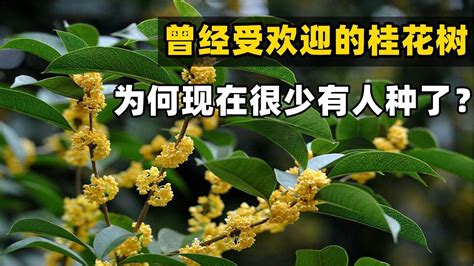 門前種桂花|【門前的風水樹】門前種什麼樹風水好種對了樹好運連連 